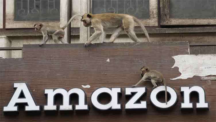 Plan launched to control marauding monkeys in Thailand